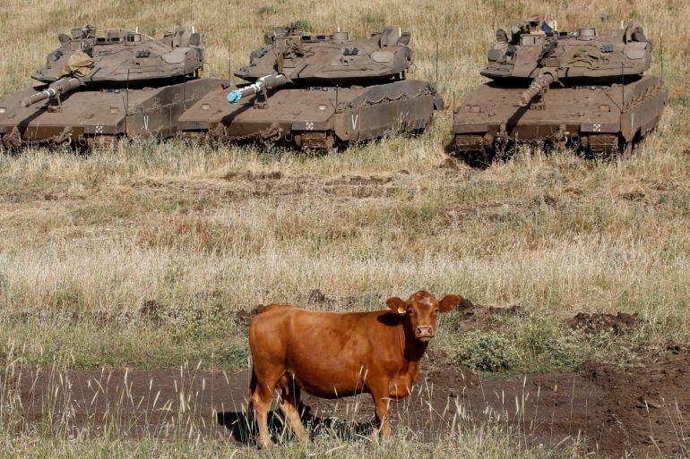 A cow walks past tanks near the border with Syria in the Israeli-occupied Golan Heights, Israel May 11, 2018. REUTERS/Baz Ratner