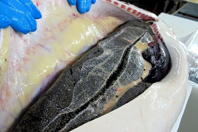 يتم إستخراج الكافيار من بطن سمك الكافيار.