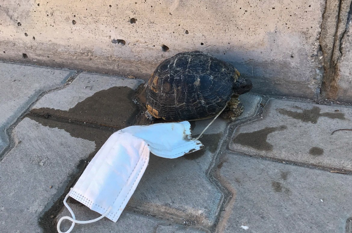 A turtle which a mask is sticked around its leg accidentally, saved by children in Turkey's Izmir